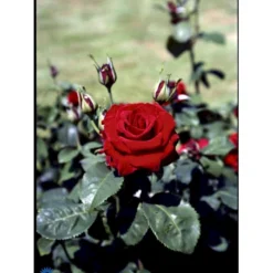 'Courage'™ Rosa X 'Courage'™ (Storblomstrende) A-Kvalitet,- Barrods Roser Min. 3 Grene -GrønGlæde Salgsbutik fi4125 rosa courage poulduf n e8c6