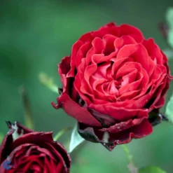'Courage'™ Rosa X 'Courage'™ (Storblomstrende) A-Kvalitet,- Barrods Roser Min. 3 Grene -GrønGlæde Salgsbutik fi4125 rosa courage poulduf n fae8