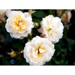 'Crystal™ Palace'® Rosa X 'Crystal™ Palace'® (Palacerose) A-Kvalitet,- Barrods Roser Min. 3 Grene -GrønGlæde Salgsbutik fi4136 rosa crystal palace poulrek n 3c2e