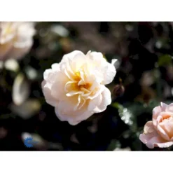 'Crystal™ Palace'® Rosa X 'Crystal™ Palace'® (Palacerose) A-Kvalitet,- Barrods Roser Min. 3 Grene -GrønGlæde Salgsbutik fi4136 rosa crystal palace poulrek n 98aa