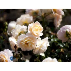 'Crystal™ Palace'® Rosa X 'Crystal™ Palace'® (Palacerose) A-Kvalitet,- Barrods Roser Min. 3 Grene -GrønGlæde Salgsbutik fi4136 rosa crystal palace poulrek n b3f4