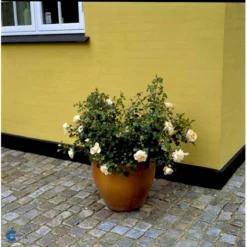 'Crystal™ Palace'® Rosa X 'Crystal™ Palace'® (Palacerose) A-Kvalitet,- Barrods Roser Min. 3 Grene -GrønGlæde Salgsbutik fi4136 rosa crystal palace poulrek n c34f