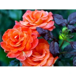 'Dronning Ingrid'™ Rosa X 'Dronning Ingrid'™ (storblomstrende) A-Kvalitet,- Barrods Roser Min. 3 Grene -GrønGlæde Salgsbutik fi4173 rosa dronning ingrid poulgrena 325c