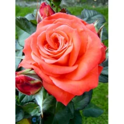 'Dronning Ingrid'™ Rosa X 'Dronning Ingrid'™ (storblomstrende) A-Kvalitet,- Barrods Roser Min. 3 Grene -GrønGlæde Salgsbutik fi4173 rosa dronning ingrid poulgrena 3af5