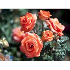'Dronning Ingrid'™ Rosa X 'Dronning Ingrid'™ (storblomstrende) A-Kvalitet,- Barrods Roser Min. 3 Grene -GrønGlæde Salgsbutik fi4173 rosa dronning ingrid poulgrena 88cf