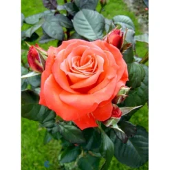 'Dronning Ingrid'™ Rosa X 'Dronning Ingrid'™ (storblomstrende) A-Kvalitet,- Barrods Roser Min. 3 Grene -GrønGlæde Salgsbutik fi4173 rosa dronning ingrid poulgrena 8fe5