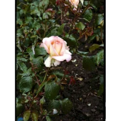 'Dronning Ingrid'™ Rosa X 'Dronning Ingrid'™ (storblomstrende) A-Kvalitet,- Barrods Roser Min. 3 Grene -GrønGlæde Salgsbutik fi4173 rosa dronning ingrid poulgrena b7c9
