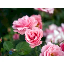'Egeskov'™ Rosa X 'Egeskov'™ (Slotsrose) A-Kvalitet,- Barrods Roser Min. 3 Grene -GrønGlæde Salgsbutik fi4196 rosa egeskov poulrohill n 260e