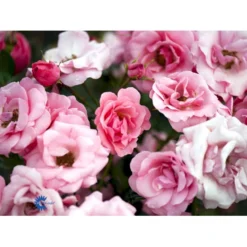 'Egeskov'™ Rosa X 'Egeskov'™ (Slotsrose) A-Kvalitet,- Barrods Roser Min. 3 Grene -GrønGlæde Salgsbutik fi4196 rosa egeskov poulrohill n 5fd1