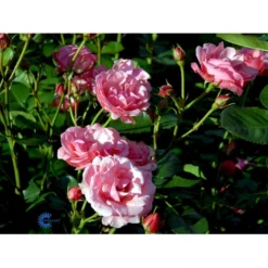 'Egeskov'™ Rosa X 'Egeskov'™ (Slotsrose) A-Kvalitet,- Barrods Roser Min. 3 Grene -GrønGlæde Salgsbutik fi4196 rosa egeskov poulrohill n aec3