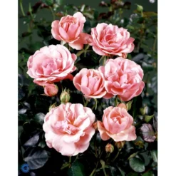 'Egeskov'™ Rosa X 'Egeskov'™ (Slotsrose) A-Kvalitet,- Barrods Roser Min. 3 Grene -GrønGlæde Salgsbutik fi4196 rosa egeskov poulrohill n d1e4
