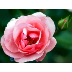 'Egeskov'™ Rosa X 'Egeskov'™ (Slotsrose) A-Kvalitet,- Barrods Roser Min. 3 Grene -GrønGlæde Salgsbutik fi4196 rosa egeskov poulrohill n fa3f