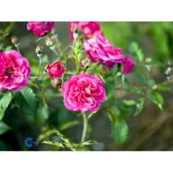 'Elmshorn'® Rosa X 'Elmshorn'® (Buskrose) A-Kvalitet,- Barrods Roser Min. 3 Grene -GrønGlæde Salgsbutik fi4209 rosa elmshorn 2864