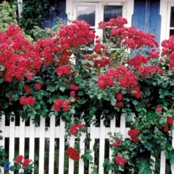 'Elmshorn'® Rosa X 'Elmshorn'® (Buskrose) A-Kvalitet,- Barrods Roser Min. 3 Grene -GrønGlæde Salgsbutik fi4209 rosa elmshorn c6a7