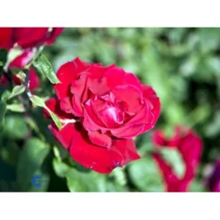 'Erotika'® Rosa X 'Erotika'® (Storblomstrende) A-Kvalitet,- Barrods Roser Min. 3 Grene -GrønGlæde Salgsbutik fi4220 rosa erotika fa72