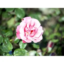 'Étude' Rosa X 'Étude' (Buskrose) A-Kvalitet,- Barrods Roser Min. 3 Grene -GrønGlæde Salgsbutik fi4229 rosa etude 24e3