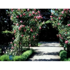 'Étude' Rosa X 'Étude' (Buskrose) A-Kvalitet,- Barrods Roser Min. 3 Grene -GrønGlæde Salgsbutik fi4229 rosa etude 7137
