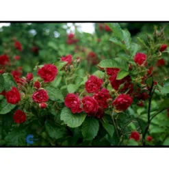 Rynket Rose 'F. J. Grootendorst' Rosa Rugosa 'F. J. Grootendorst' A-Kvalitet,- Barrods Roser Min. 3 Grene -GrønGlæde Salgsbutik fi4242 rosa f j grootendorst 8188