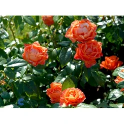 'Fellowship' Rosa X 'Fellowship' (Buketrose) A-Kvalitet,- Barrods Roser Min. 3 Grene -GrønGlæde Salgsbutik fi4256 rosa fellowship 5926