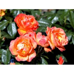 'Fellowship' Rosa X 'Fellowship' (Buketrose) A-Kvalitet,- Barrods Roser Min. 3 Grene -GrønGlæde Salgsbutik fi4256 rosa fellowship 604a