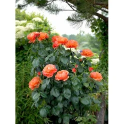 'Fellowship' Rosa X 'Fellowship' (Buketrose) A-Kvalitet,- Barrods Roser Min. 3 Grene -GrønGlæde Salgsbutik fi4256 rosa fellowship 61dd