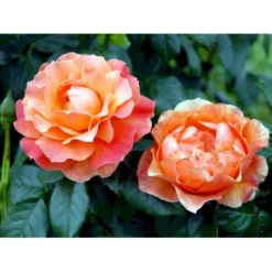 'Fellowship' Rosa X 'Fellowship' (Buketrose) A-Kvalitet,- Barrods Roser Min. 3 Grene -GrønGlæde Salgsbutik fi4256 rosa fellowship e934