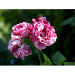 'Ferdinand Pichard' Rosa Remontant 'Ferdinand Pichard' (Remontantrose) A-Kvalitet,- Barrods Roser Min. 3 Grene -GrønGlæde Salgsbutik fi4259 rosa ferdinand pichard 67f6