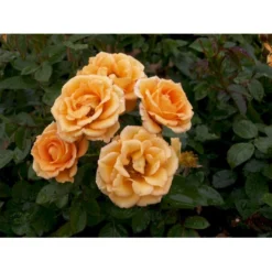 'Flaming Cover'® Rosa X 'Flaming Cover'® (Bunddækkerose) A-Kvalitet,- Barrods Roser Min. 3 Grene -GrønGlæde Salgsbutik fi4264 rosa flaming cover r poultc015 n 456a