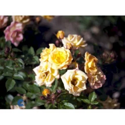'Flaming Cover'® Rosa X 'Flaming Cover'® (Bunddækkerose) A-Kvalitet,- Barrods Roser Min. 3 Grene -GrønGlæde Salgsbutik fi4264 rosa flaming cover r poultc015 n f21f