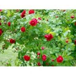'Flammentanz'® Rosa X 'Flammentanz'® (Slyngrose) A-Kvalitet,- Barrods Roser Min. 3 Grene -GrønGlæde Salgsbutik fi4266 rosa flammentanz 0f9e