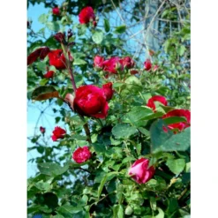 'Flammentanz'® Rosa X 'Flammentanz'® (Slyngrose) A-Kvalitet,- Barrods Roser Min. 3 Grene -GrønGlæde Salgsbutik fi4266 rosa flammentanz 83f0