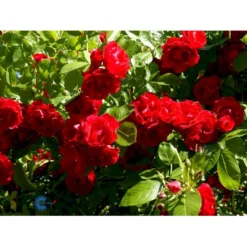 'Flammentanz'® Rosa X 'Flammentanz'® (Slyngrose) A-Kvalitet,- Barrods Roser Min. 3 Grene -GrønGlæde Salgsbutik fi4266 rosa flammentanz b37e