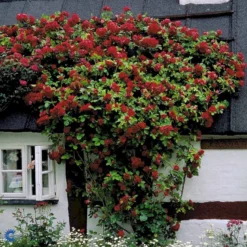 'Flammentanz'® Rosa X 'Flammentanz'® (Slyngrose) A-Kvalitet,- Barrods Roser Min. 3 Grene -GrønGlæde Salgsbutik fi4266 rosa flammentanz b90a