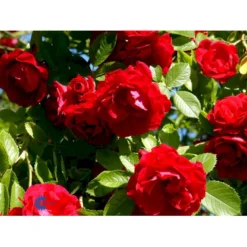 'Flammentanz'® Rosa X 'Flammentanz'® (Slyngrose) A-Kvalitet,- Barrods Roser Min. 3 Grene -GrønGlæde Salgsbutik fi4266 rosa flammentanz ca13