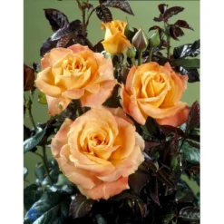 'Flora Danica'™ Rosa X 'Flora Danica'™ (Storblomstrende) A-Kvalitet,- Barrods Roser Min. 3 Grene -GrønGlæde Salgsbutik fi4271 rosa flora danica poulrim n 42b3
