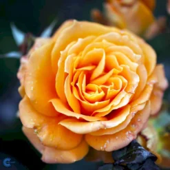 'Flora Danica'™ Rosa X 'Flora Danica'™ (Storblomstrende) A-Kvalitet,- Barrods Roser Min. 3 Grene -GrønGlæde Salgsbutik fi4271 rosa flora danica poulrim n 569a