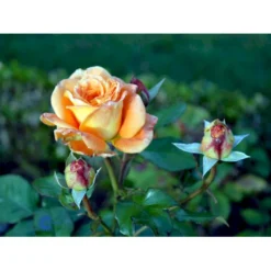 'Flora Danica'™ Rosa X 'Flora Danica'™ (Storblomstrende) A-Kvalitet,- Barrods Roser Min. 3 Grene -GrønGlæde Salgsbutik fi4271 rosa flora danica poulrim n b2f6