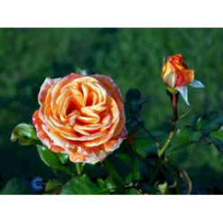 'Flora Danica'™ Rosa X 'Flora Danica'™ (Storblomstrende) A-Kvalitet,- Barrods Roser Min. 3 Grene -GrønGlæde Salgsbutik fi4271 rosa flora danica poulrim n c2db