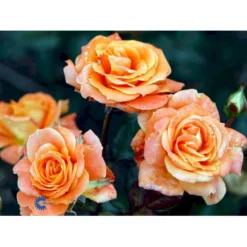 'Flora Danica'™ Rosa X 'Flora Danica'™ (Storblomstrende) A-Kvalitet,- Barrods Roser Min. 3 Grene -GrønGlæde Salgsbutik fi4271 rosa flora danica poulrim n ea3a