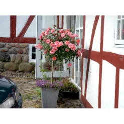 'Fredensborg'™ Rosa X 'Fredensborg'™ (Slotsrose) A-Kvalitet,- Barrods Roser Min. 3 Grene -GrønGlæde Salgsbutik fi4286 rosa fredensborg poulmax n 0da3