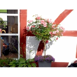 'Fredensborg'™ Rosa X 'Fredensborg'™ (Slotsrose) A-Kvalitet,- Barrods Roser Min. 3 Grene -GrønGlæde Salgsbutik fi4286 rosa fredensborg poulmax n 4dee