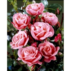 'Fredensborg'™ Rosa X 'Fredensborg'™ (Slotsrose) A-Kvalitet,- Barrods Roser Min. 3 Grene -GrønGlæde Salgsbutik fi4286 rosa fredensborg poulmax n 7ed8
