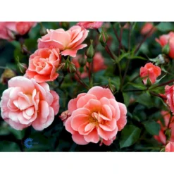 'Fredensborg'™ Rosa X 'Fredensborg'™ (Slotsrose) A-Kvalitet,- Barrods Roser Min. 3 Grene -GrønGlæde Salgsbutik fi4286 rosa fredensborg poulmax n aace