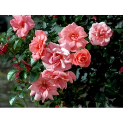 'Fredensborg'™ Rosa X 'Fredensborg'™ (Slotsrose) A-Kvalitet,- Barrods Roser Min. 3 Grene -GrønGlæde Salgsbutik fi4286 rosa fredensborg poulmax n ad6f
