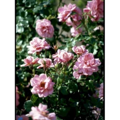 'Frederiksborg'™ Rosa X 'Frederiksborg'™ (Slotsrose) A-Kvalitet,- Barrods Roser Min. 3 Grene -GrønGlæde Salgsbutik fi4287 rosa frederiksborg pouldrik n aaba