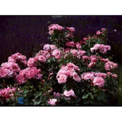 'Frederiksborg'™ Rosa X 'Frederiksborg'™ (Slotsrose) A-Kvalitet,- Barrods Roser Min. 3 Grene -GrønGlæde Salgsbutik fi4287 rosa frederiksborg pouldrik n f5cc