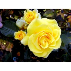 'Friesia'® Rosa X 'Friesia'® (Buketrose) A-Kvalitet,- Barrods Roser Min. 3 Grene -GrønGlæde Salgsbutik fi4290 rosa friesia 456f