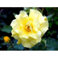 'Friesia'® Rosa X 'Friesia'® (Buketrose) A-Kvalitet,- Barrods Roser Min. 3 Grene -GrønGlæde Salgsbutik fi4290 rosa friesia 51fb