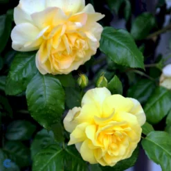 'Friesia'® Rosa X 'Friesia'® (Buketrose) A-Kvalitet,- Barrods Roser Min. 3 Grene -GrønGlæde Salgsbutik fi4290 rosa friesia 60d7