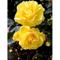 'Friesia'® Rosa X 'Friesia'® (Buketrose) A-Kvalitet,- Barrods Roser Min. 3 Grene -GrønGlæde Salgsbutik fi4290 rosa friesia ea4d